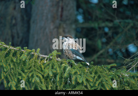 (Nucifraga caryocatactes spotted nutcracker), Sitting on branch Banque D'Images