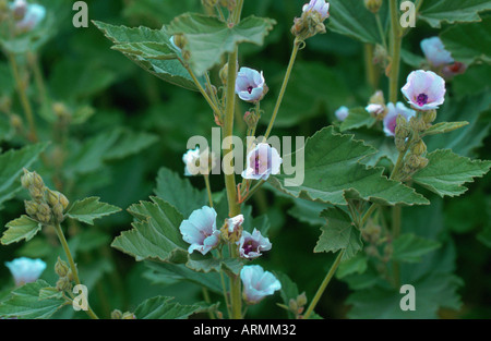 Marsh Mallow commun (Althaea officinalis), l'inflorescence Banque D'Images