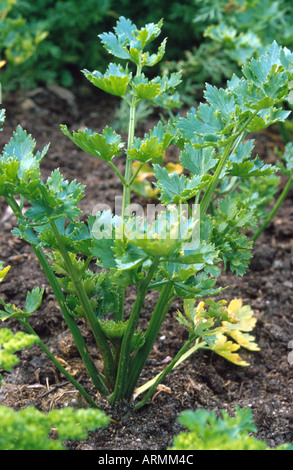 Cultiver le céleri (Apium graveolens var. dulce), feuilles Banque D'Images