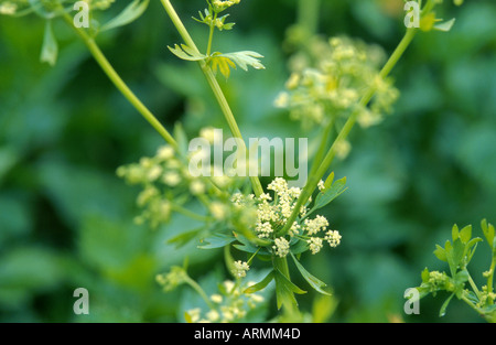 Cultiver le céleri (Apium graveolens var. dulce), détail de l'oranger Banque D'Images