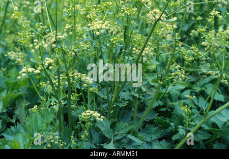 Cultiver le céleri (Apium graveolens var. dulce), inflorescences Banque D'Images