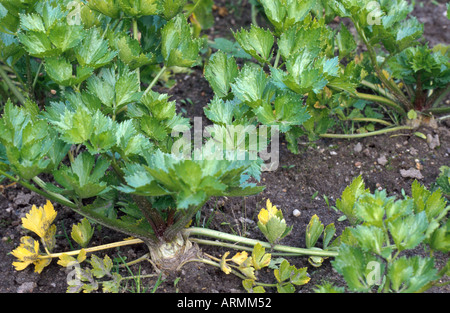 Cultiver le céleri (Apium graveolens var. dulce), rosettes de feuilles Banque D'Images