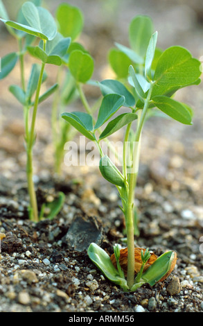 Rez-de-écrou, l'arachide (Arachis hypogaea), feuilles Banque D'Images