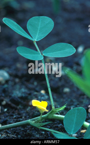 Rez-de-écrou, l'arachide (Arachis hypogaea), feuilles et fleurs Banque D'Images