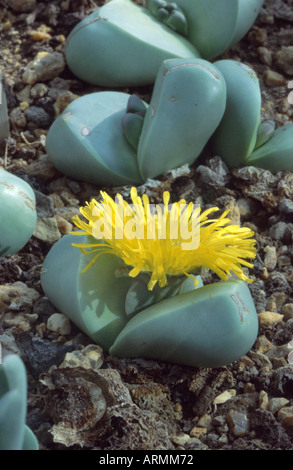 Usine de pierres, l'argent de la peau (Argyroderma delaetii), blooming Banque D'Images