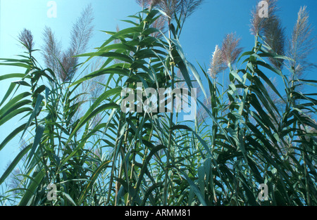 Giant reed, canne sauvage (Arundo donax), de tiges, de plus grandes espèces d'herbe en Europe Banque D'Images