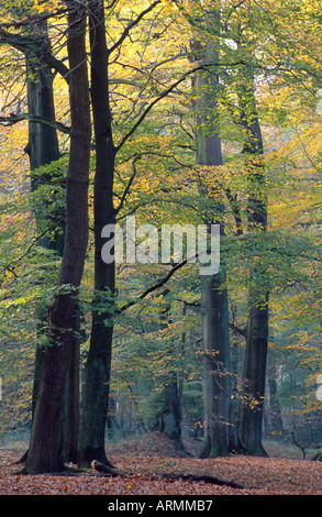 Le hêtre commun (Fagus sylvatica), forêt de hêtres en automne, Allemagne Banque D'Images