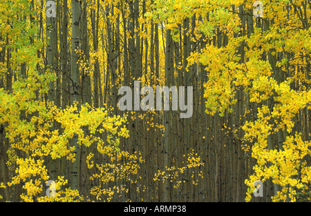 Les troncs des arbres et des feuilles de bouleau, Canada, Colombie-Britannique Banque D'Images