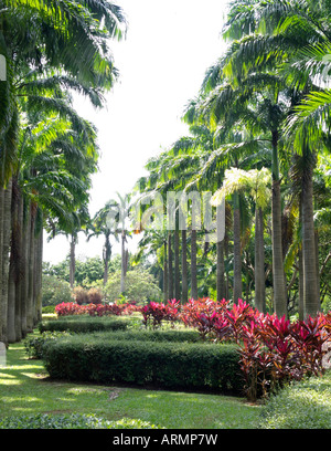 Caraïbes royal palm (roystonea oleracea), Ang Mo Kio ville jardin à l'ouest, à Singapour Banque D'Images