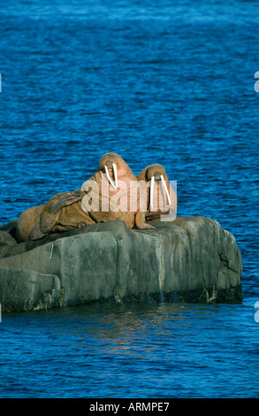 Le morse (Odobenus rosmarus), deux taureaux assis sur rock, USA, Alaska, l'Île Ronde Banque D'Images