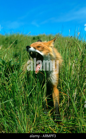 Le renard roux (Vulpes vulpes), le bâillement, USA, Alaska Banque D'Images