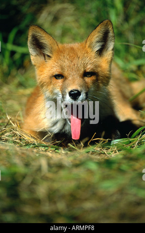 Le renard roux (Vulpes vulpes), le bâillement jeunes, USA, Alaska Banque D'Images