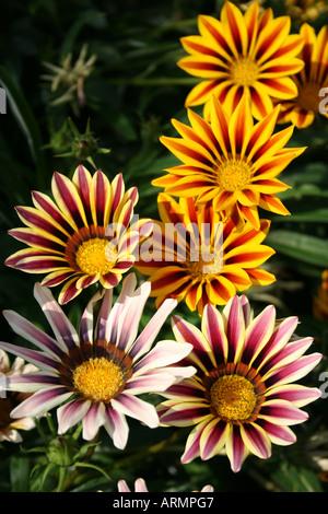 GAZANIA. Rayures de tigre. Fleur de trésor Banque D'Images