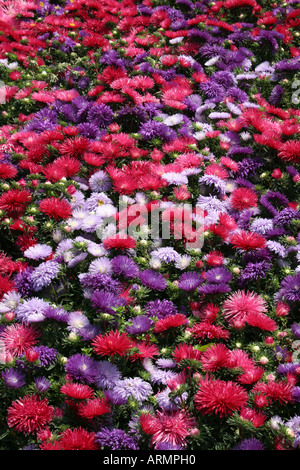 ASTER. STARLIGHT MIXTE. Banque D'Images