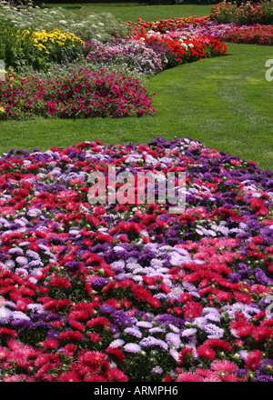 ASTER. STARLIGHT MIXTE. Banque D'Images