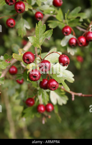 CRATAEGUS MONOGYNA. L'AUBÉPINE. Banque D'Images