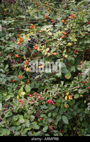 DOG ROSE BLACKBERRY ET L'AUBÉPINE DANS une haie d'automne. Banque D'Images