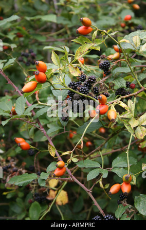 L'HORTICULTURE. DOG ROSE HIPS ET BLACKBERRY DANS une haie d'automne. Banque D'Images