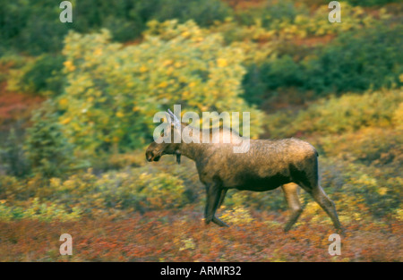 La toundra de l'Alaska, l'orignal l'orignal, le Yukon de l'orignal (Alces alces gigas), l'exécution de vache, USA, Alaska Banque D'Images