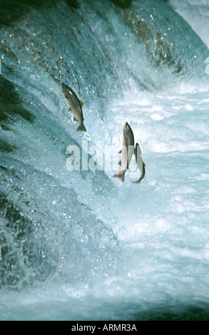 Saumon atlantique (population du lac in U.S./Canada : lac ouananiche, saumon atlantique, ouananiche, saumon) Sebago (Salmo salar), l Banque D'Images