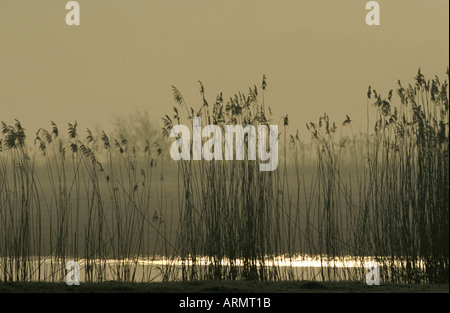 Roseau commun (Phragmites australis), à l'aube, Allemagne Banque D'Images