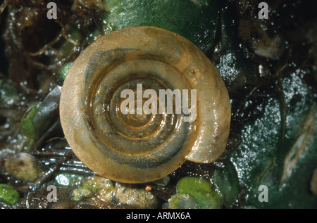 Ram's Horn Whirlpool Whirlpool escargot, les planorbes (Anisus vortex) Banque D'Images