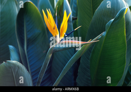 Crane fleur, fleur, oiseau de paradis (Strelitzia reginae piesang geel), avec des plantes en fleurs Banque D'Images