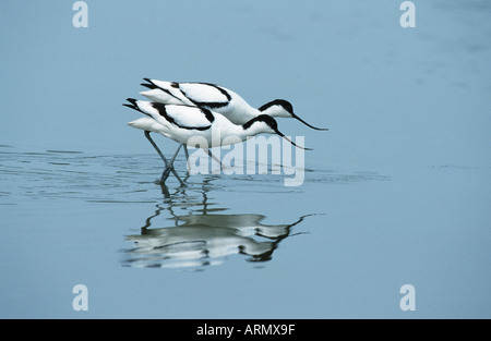 Avocette élégante (Recurvirostra avosetta), paire, à la recherche de nourriture, Pays-Bas Banque D'Images