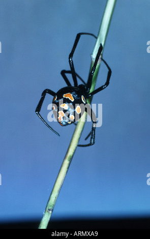 Veuve noire d'Europe, le sud de l'black widow (Latrodectus tredecimguttatus) Banque D'Images