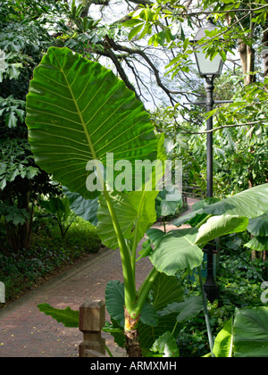 L'oreille de l'éléphant géant (alocasia macrorrhiza) Banque D'Images