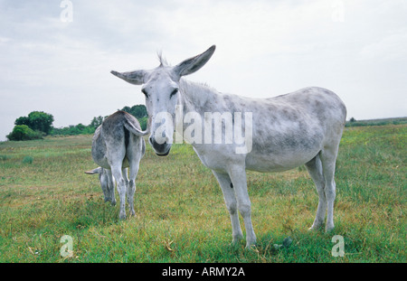 L'âne domestique (Equus asinus asinus. f), singe blanc, Hongrie, Lac. Banque D'Images