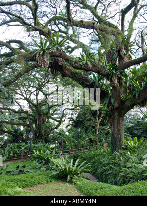 Rain Tree (saman albizia) et la fougère nid d'oiseau (Asplenium nidus), Fort Canning Park, Singapore Banque D'Images