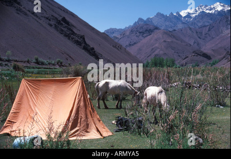 Camping à la vallée de Markha Trek Ladakh Inde Banque D'Images