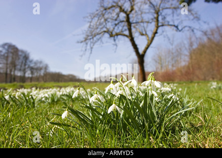 Snowdrop Galanthus nivalis (commune), dans un pré, l'Allemagne, l'Oerlinghausen Banque D'Images