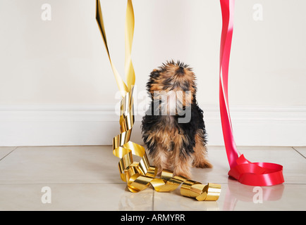 Chiot yorkshire terrier à la recherche jusqu'à Noël ribbons Banque D'Images