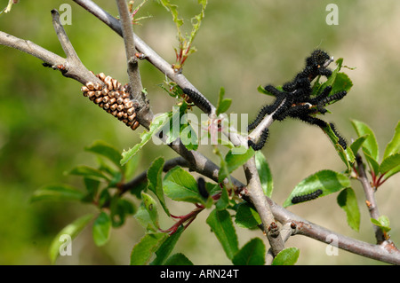 Saturnia pavonia empereur (Eudia pavonia) Caterpillar et œufs sur plant Banque D'Images