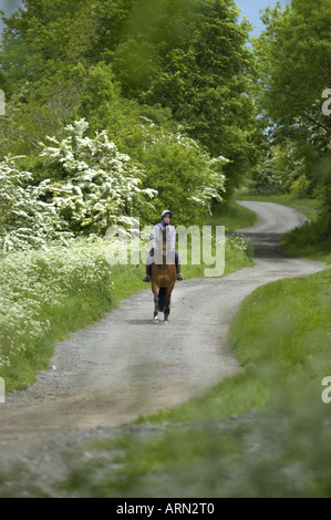 Un cheval-cavalier sur la Ridgeway trail longue distance près de Wanborough Swindon Wiltshire Angleterre Banque D'Images