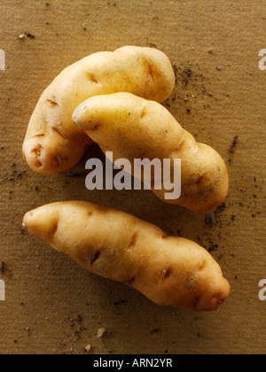 Pommes de terre de Anya Banque D'Images
