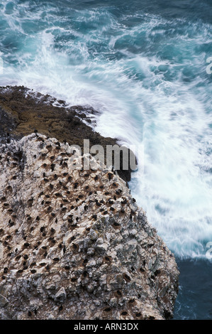 Cormorans sur bord de la falaise, en Colombie-Britannique, Canada. Banque D'Images