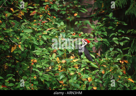 Grand Pic (Dryocopus pileatus), British Columbia, Canada. Banque D'Images