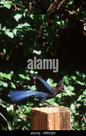 La stellaire (Cyanocitta stelleri), British Columbia, Canada. Banque D'Images