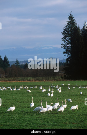 Les cygnes trompettes (Olor buccinator), British Columbia, Canada. Banque D'Images