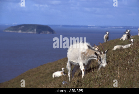 Sur le pâturage des chèvres SSSI Brean Down zone protégée avec l'île de Holm raide derrière Banque D'Images