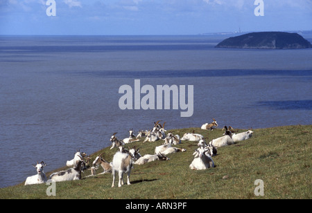 Sur le pâturage des chèvres SSSI Brean Down zone protégée avec l'île de Holm raide derrière Banque D'Images