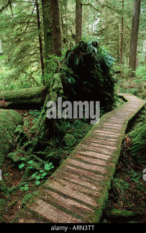 Promenade à travers le bas de la vallée de cèdre, vallée de la Carmanah, île de Vancouver, Colombie-Britannique, Canada. Banque D'Images