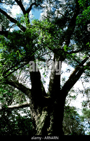 Un géant koa arbre pousse dans la forêt tropicale du Parc des Oiseaux, une partie de Hawaii Volcanoes National Park près de Hilo sur la grande île. Banque D'Images