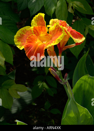 Indian shot (Canna indica) Banque D'Images