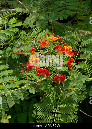 Fierté des Barbades (Caesalpinia pulcherrima) Banque D'Images