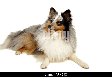 Un portrait d'un chien de berger Shetland Merle bleu sur fond blanc Banque D'Images