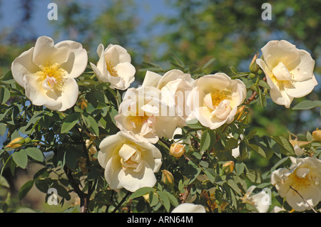 Burnet Rose, Scotch Briar Scotch Rose (Rosa pimpinellifolia, Rosa spinosissima) variété fleurs de Fruehlingsgold Banque D'Images
